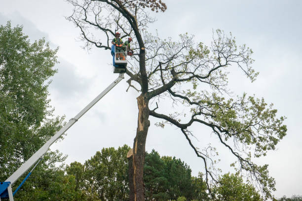 Tree Branch Trimming in Lincoln, AR